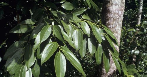 探寻肉桂树皮的秘密（从植物特征到药用功效）