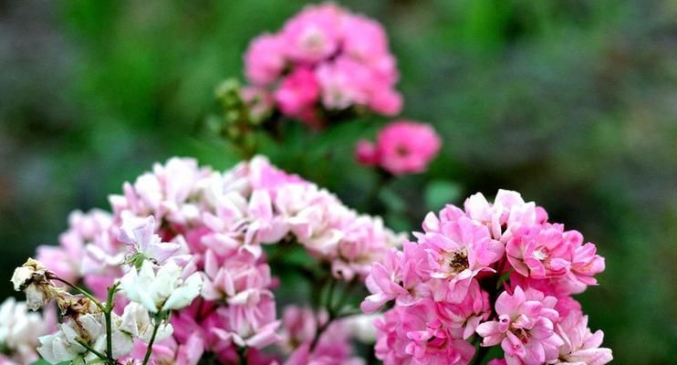 熏衣草的花语与意义（祝福与平静之香——熏衣草的花语）