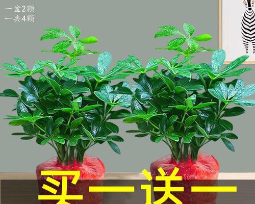 鸭掌木的寓意和象征——人生的转折点（揭开鸭掌木之谜）