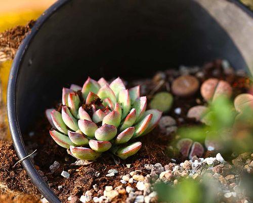 肉锥配土方法与种植土壤的选择（打造健康的植物生长环境）