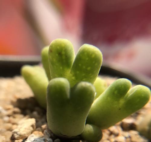 肉锥种植技巧详解（掌握最佳播种时间和关键步骤）