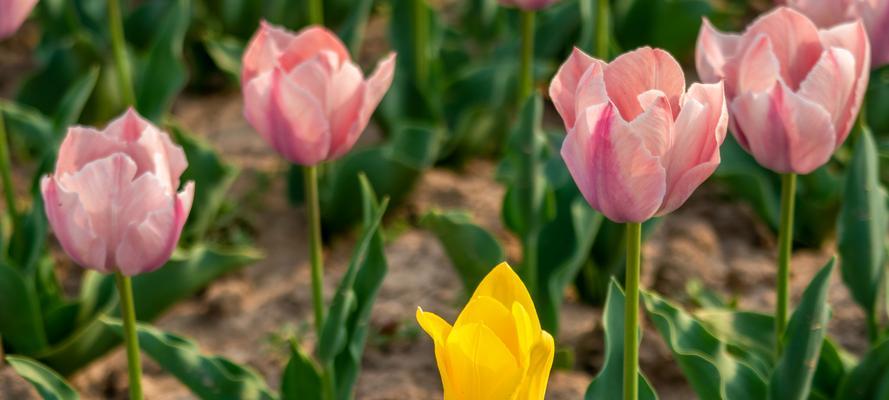 野生郁金香花语贞操的力量（郁金香花语传递纯洁与坚守的信念）