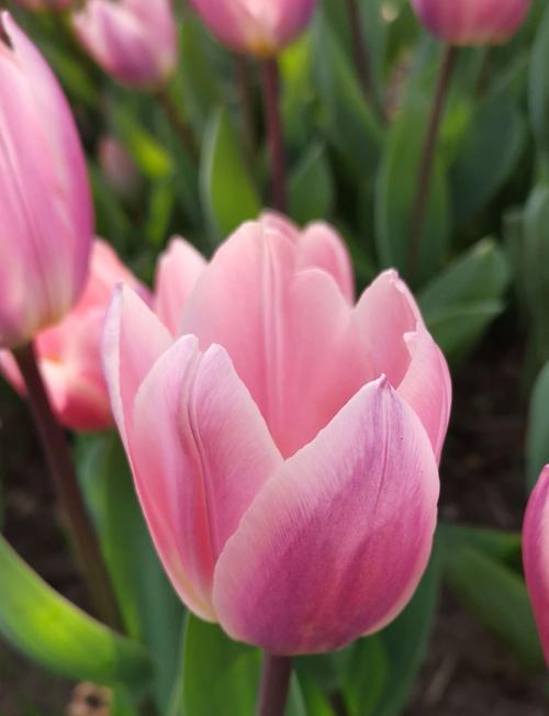 野生郁金香花语贞操的力量（郁金香花语传递纯洁与坚守的信念）