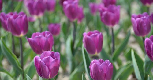 野生郁金香花语贞操的力量（郁金香花语传递纯洁与坚守的信念）