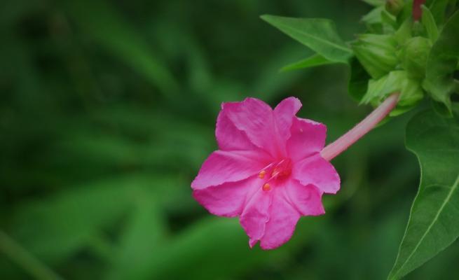 夜来香花语的传说（美丽而神秘的夜来香）