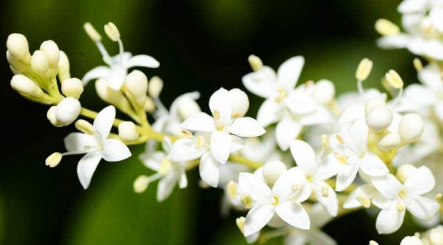 夜来香花语的传说（美丽而神秘的夜来香）