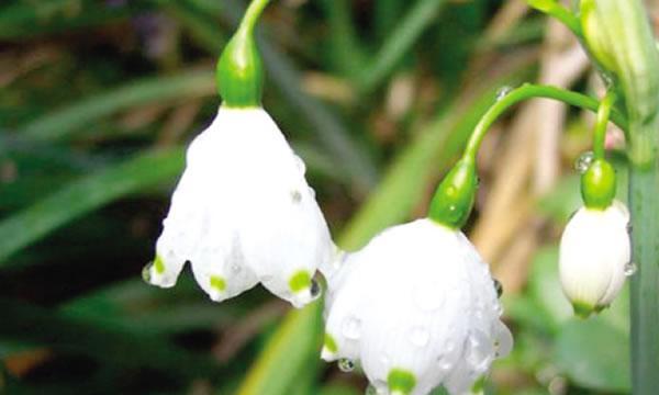 夜来香花语的传说（美丽而神秘的夜来香）