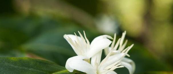 夜来香花的花语与意义（探寻夜来香花背后的美丽秘密）