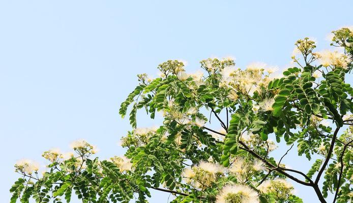 银合欢传说——花开寓意传递美好的祝愿（银合欢花语的深意与传承）