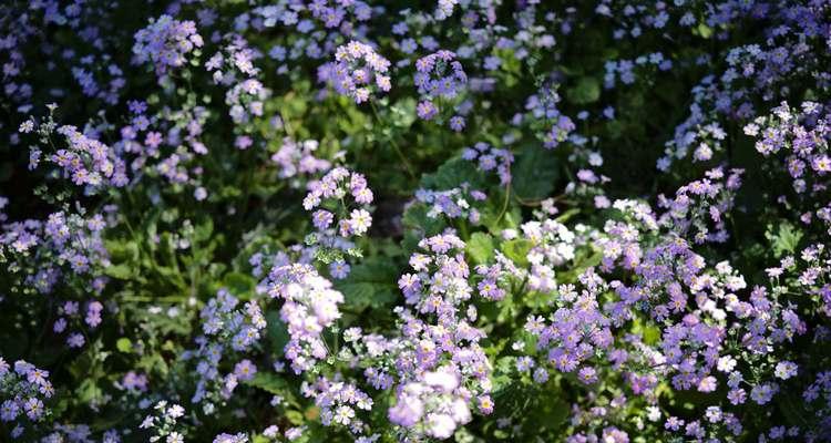 樱花草花语（樱花草花语的意义与传承）