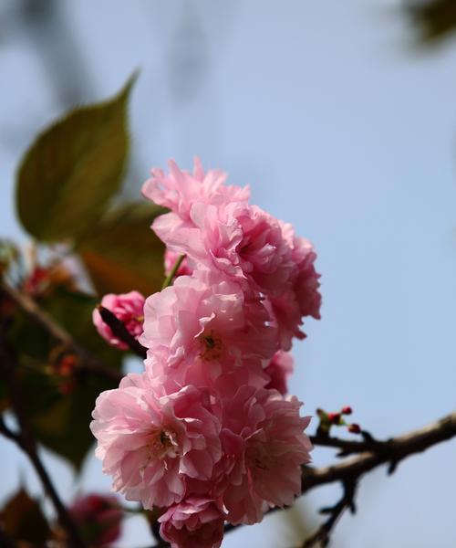 樱花的花语（樱花花语的丰富内涵和深刻寓意）