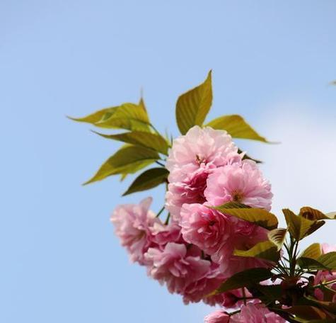 樱花之传说（三个令人陶醉的樱花传说及其丰富寓意）