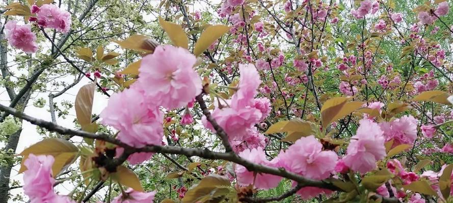 樱花花语与寓意（樱花花语传递的深意与心愿）