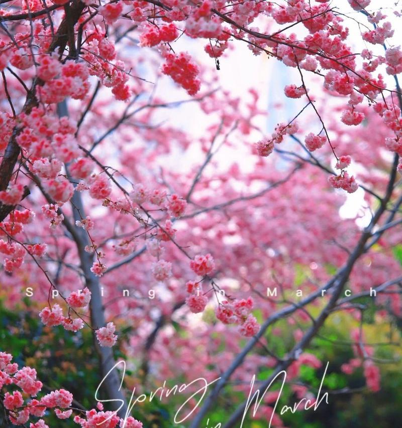 樱花花语与寓意（樱花花语传递的深意与心愿）