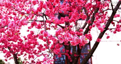 樱花花语与寓意（樱花花语传递的深意与心愿）