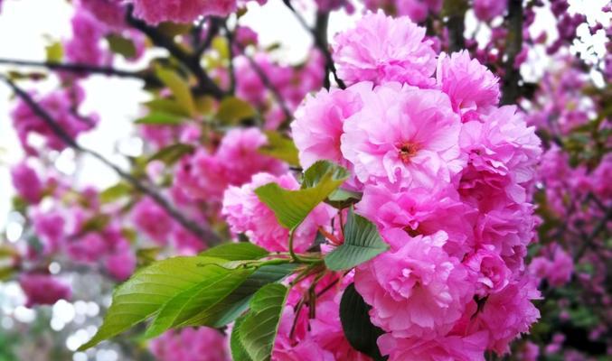 樱花花语的象征寓意（探寻樱花的传情之道）