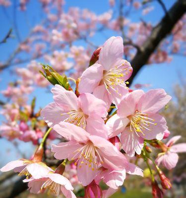 樱花花语的象征寓意（探寻樱花的传情之道）