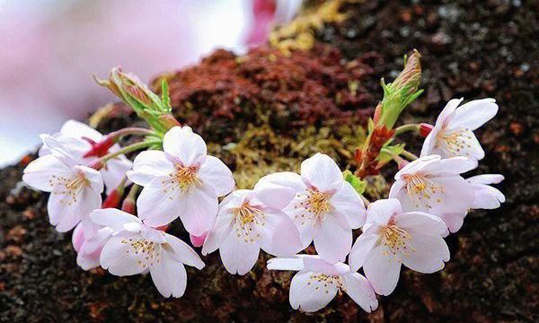 樱花花语（追寻樱花花语的深层含义）