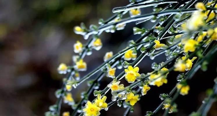 迎春花的花语与象征（揭示迎春花的花语与美丽）