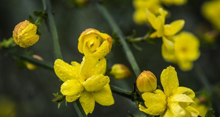 迎春花的寓意与象征意义（唤醒希望与新生的花朵）