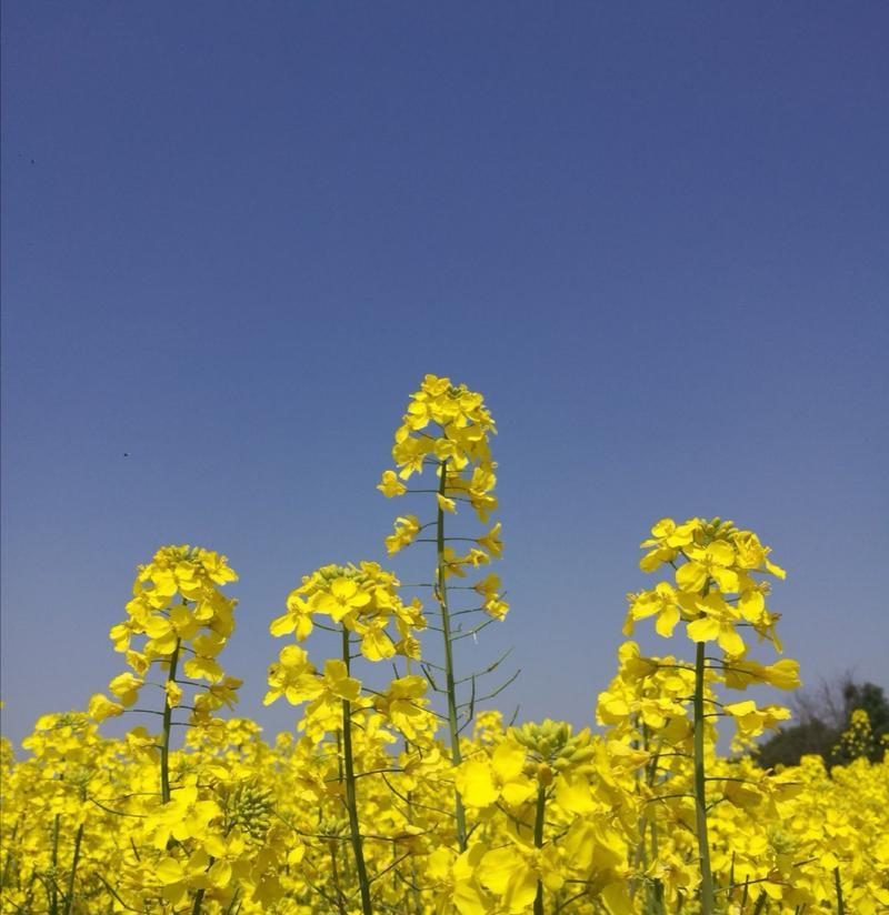 油菜花的花语和寓意（探寻油菜花的背后意义）