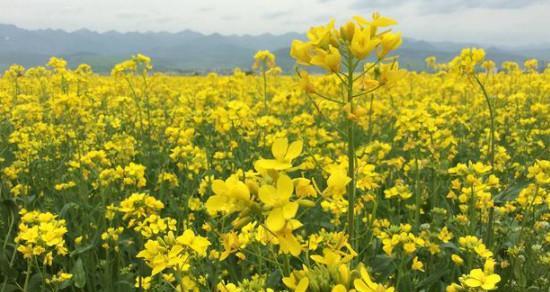 油菜花的花语与寓意（探究油菜花的象征意义）