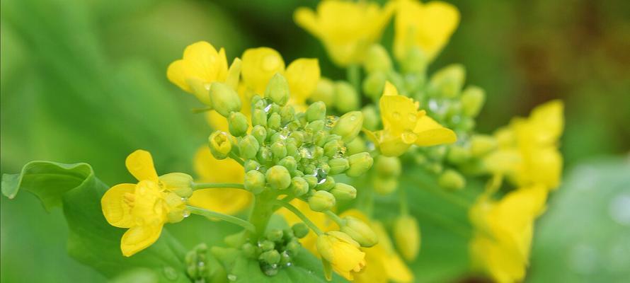 油菜花的花语与寓意（探究油菜花的象征意义）