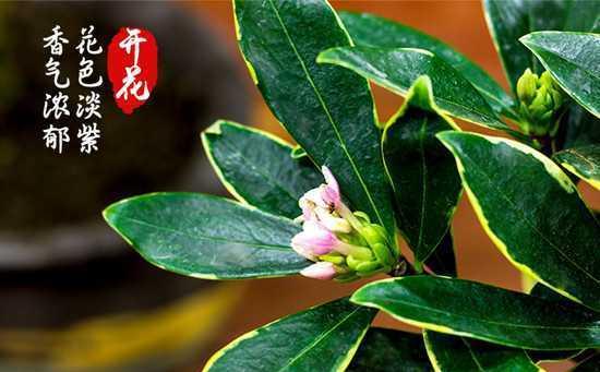 瑞香花夏季护理（如何让瑞香花在夏天绽放美丽）