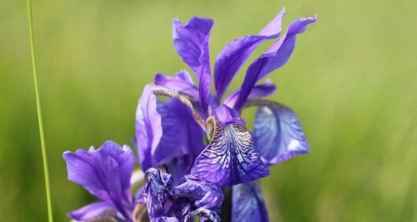 花开花谢，寄托情怀——以蒲公英和鸢尾花的花语为主题的文章（传递希望与自由的蒲公英）