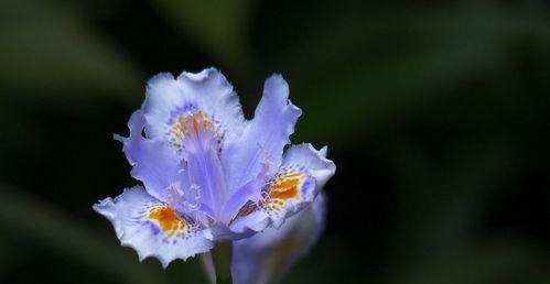 《鸢尾花的花语与传说》（鸢尾花的寓意与神话故事）