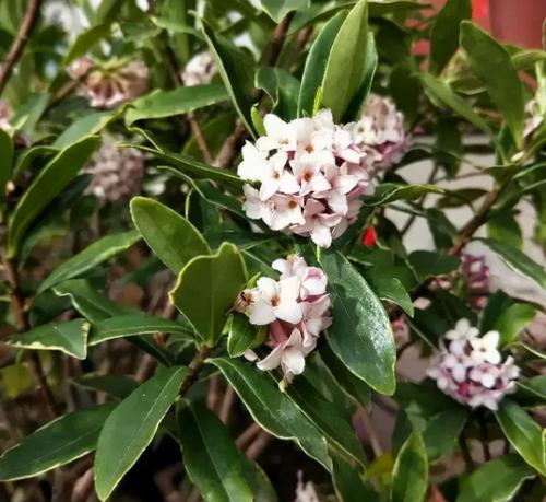 如何在家里养好瑞香花（关注这些养护技巧）