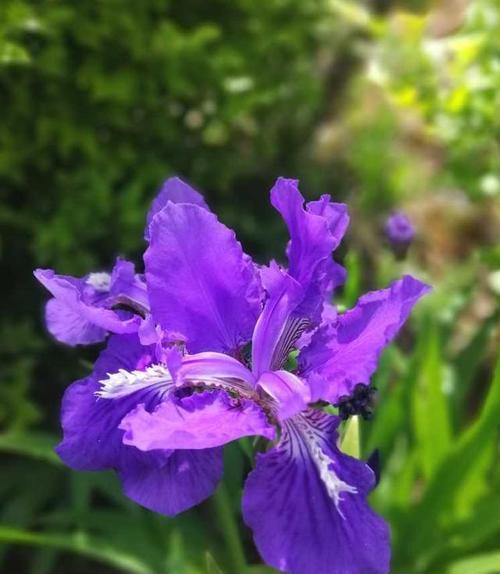 鸢尾花的隐藏花语（探寻鸢尾花背后的神秘花语与情感传达）