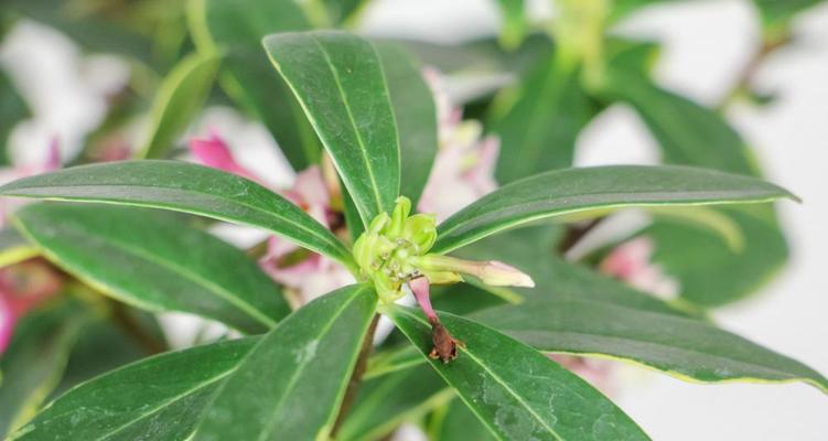 瑞香开花时间及花期——一年四季繁花似锦的瑞香