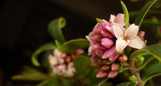 瑞香开花时间及花期——一年四季繁花似锦的瑞香