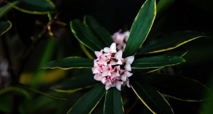 瑞香的花期及开花规律（了解瑞香的开花时间）