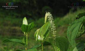 揭秘三白草的种种奥秘（你所不知道的三白草又叫什么名字）