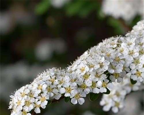 珍珠绣线菊花语的美丽与含义（解读珍珠绣线菊花语及其象征意义）