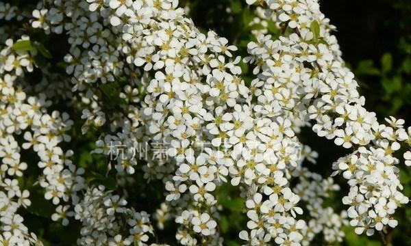 珍珠绣线菊花语的美丽与含义（解读珍珠绣线菊花语及其象征意义）