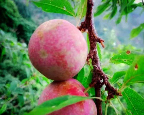 三华李的开花时间、颜色及特点详解（探讨三华李开花的奥秘）