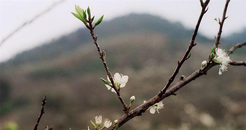 三华李的开花时间、颜色及特点详解（探讨三华李开花的奥秘）