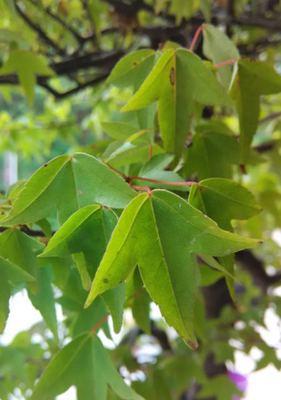 三角枫的种植与养护（从选址到修剪）