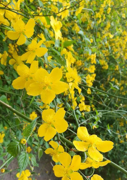 重瓣棣棠花的花语与美丽（探索重瓣棣棠花的丰富花语）