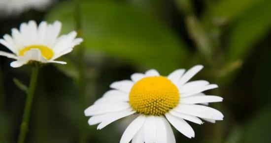 以皱菊的花语——坚守与美丽（以皱菊的花语与人生的奥秘相遇）