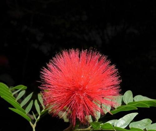 朱樱花的花语与寓意（美丽绽放的朱樱花带来的希望与欢乐）