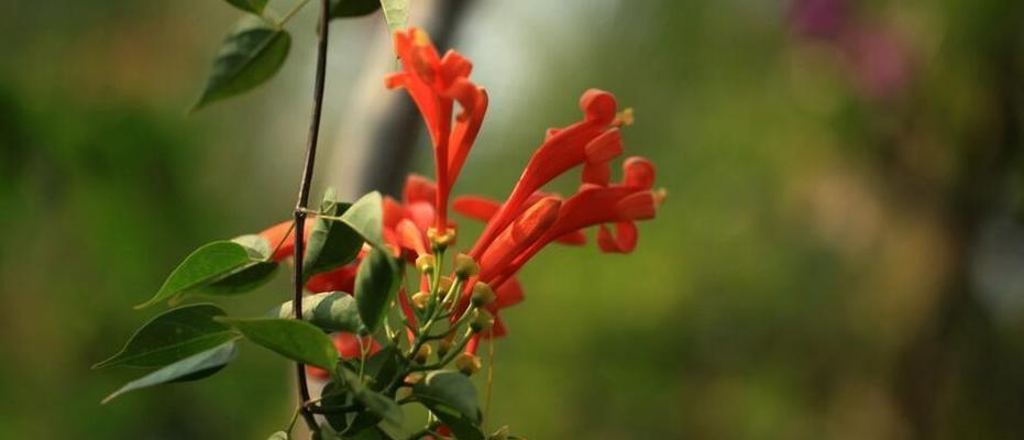 竹夹桃花，寄情飘香（竹夹桃花的花语及寓意解读）