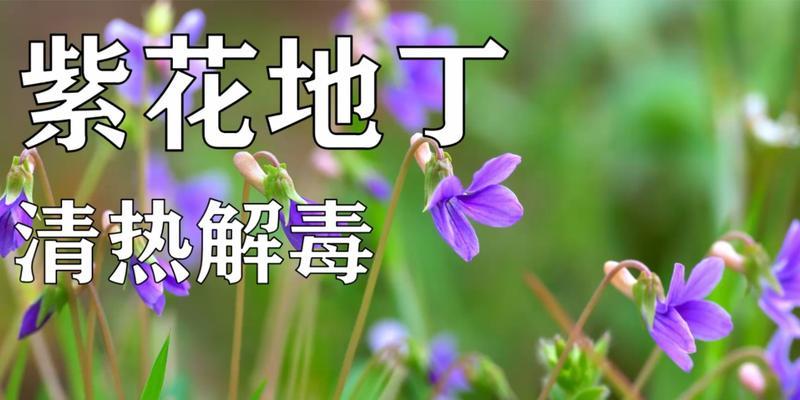 紫花地丁的花语与寓意（揭开紫花地丁的花语之谜与寓意解读）