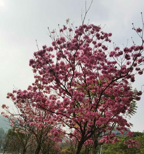 紫花风铃木的花语与美丽（揭秘紫花风铃木的花语及其寓意）