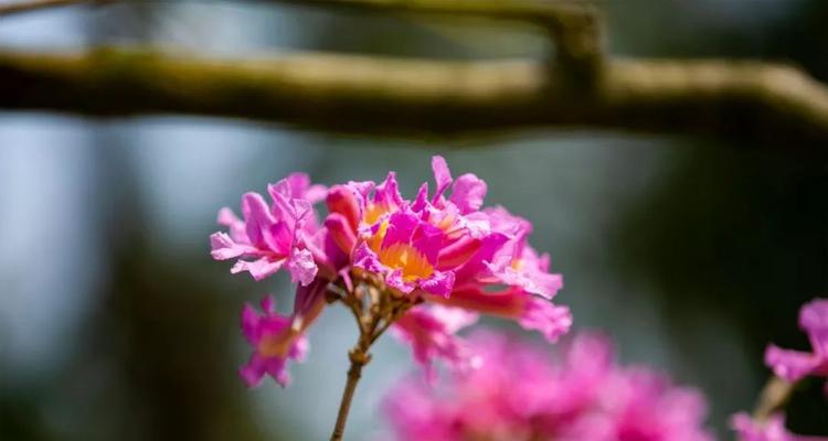 紫花风铃木的花语与美丽（揭秘紫花风铃木的花语及其寓意）