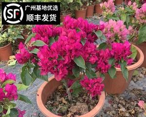 三角梅菲菲娜红勤花——美丽的热带花卉（品种介绍）