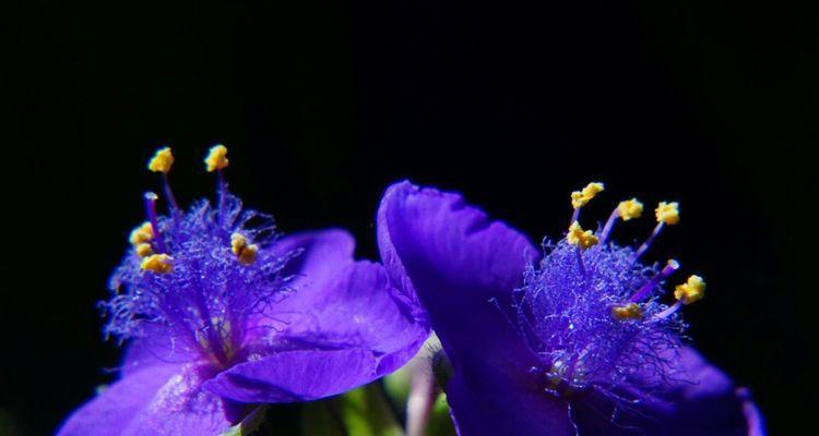 紫露草花语的含义（探秘紫露草花语的深层含义）